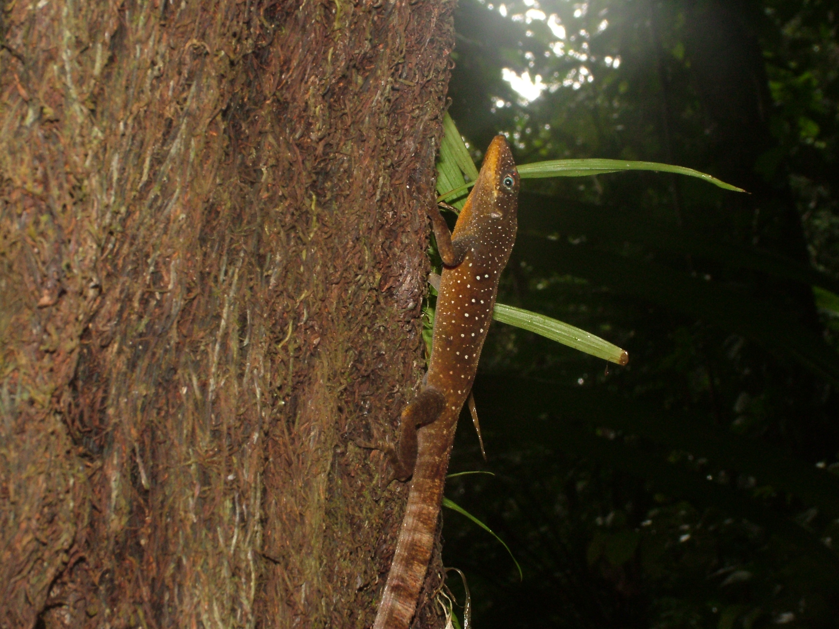 Dominican Anole, Dominica, 2007