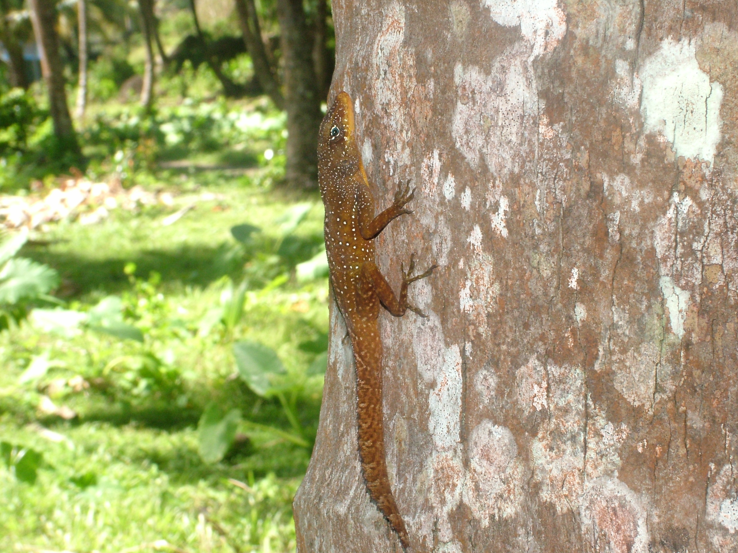 Dominican Anole, Dominica, 2007
