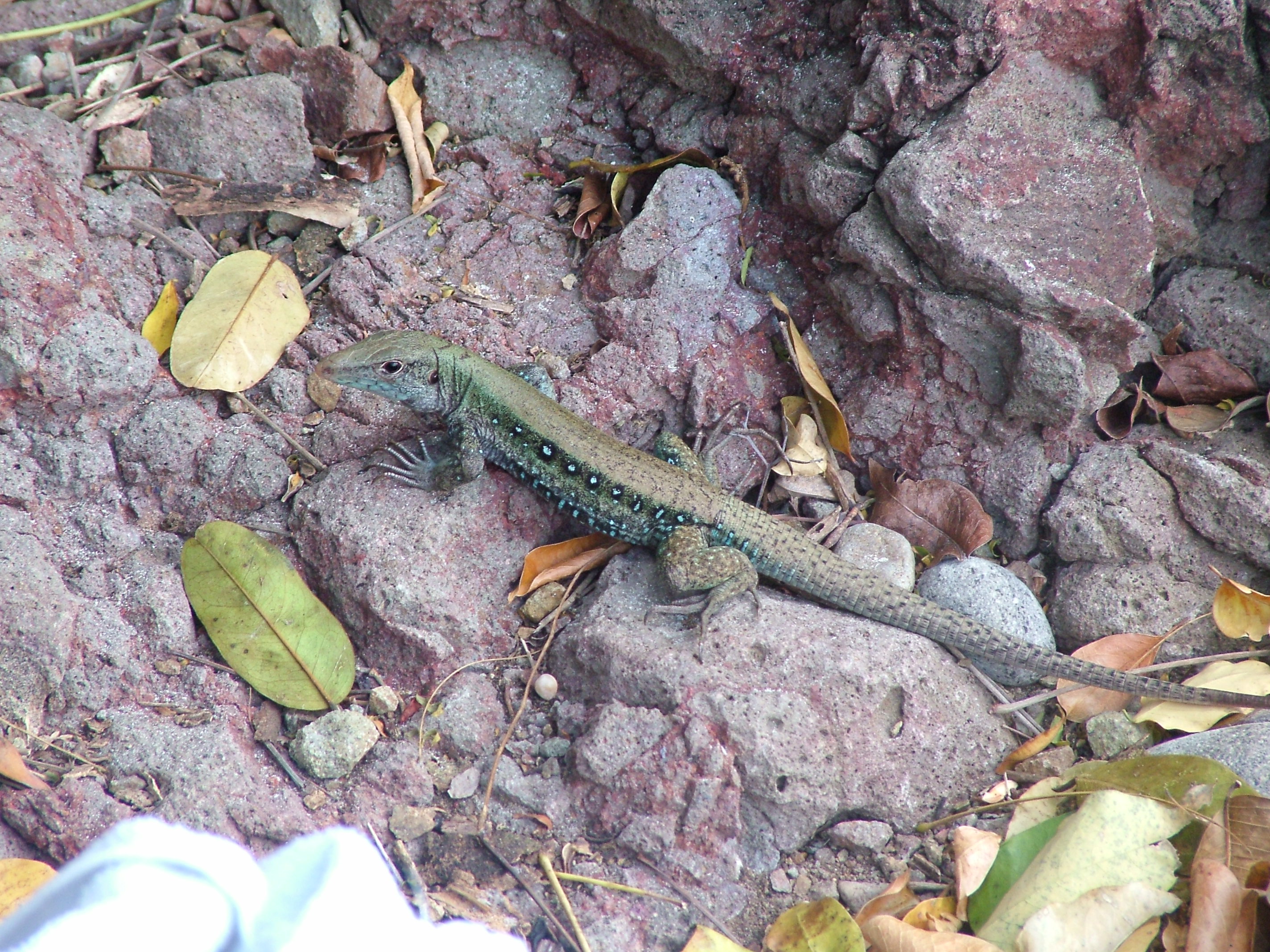 Dominican Ground Lizard, Dominica, 2007