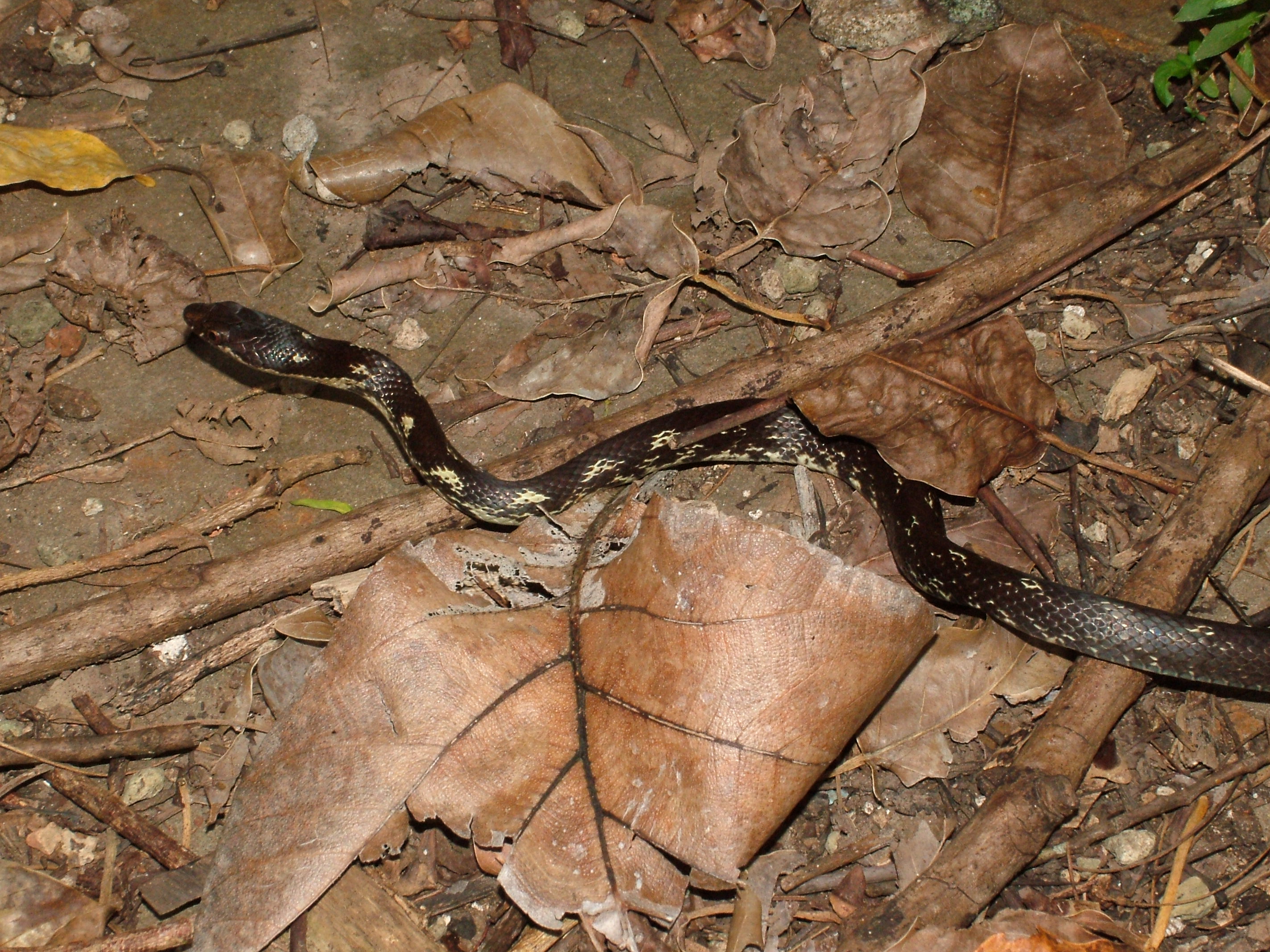 Dominican Racer, Dominica, 2007