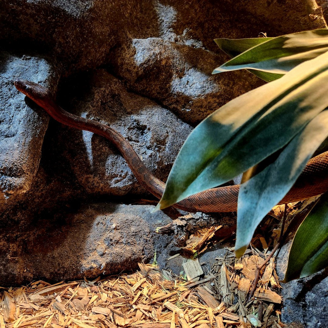 Dominican Red Mountain Boa (Chilabothrus striatus striatus)