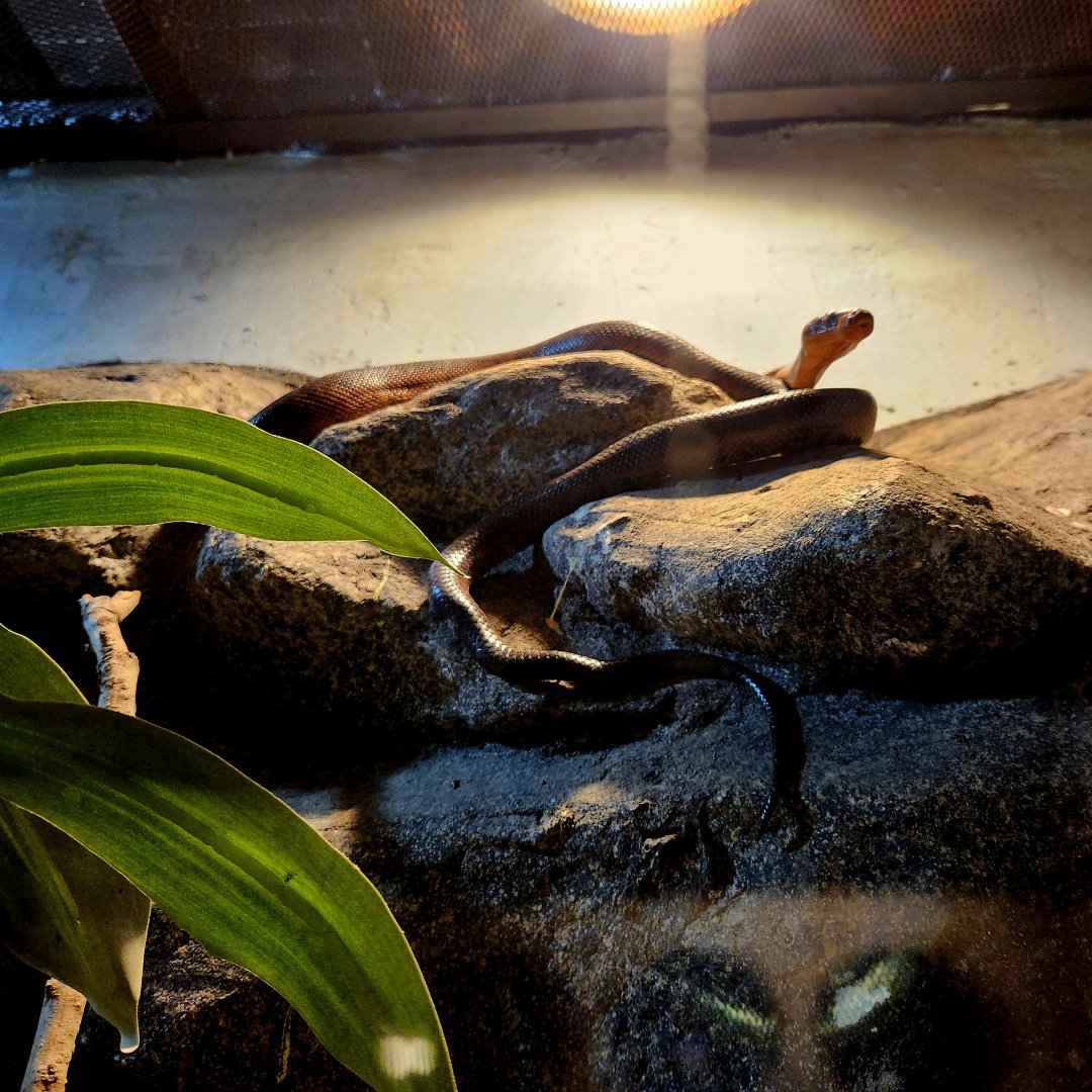 Dominican Red Mountain Boa (Chilabothrus striatus striatus)