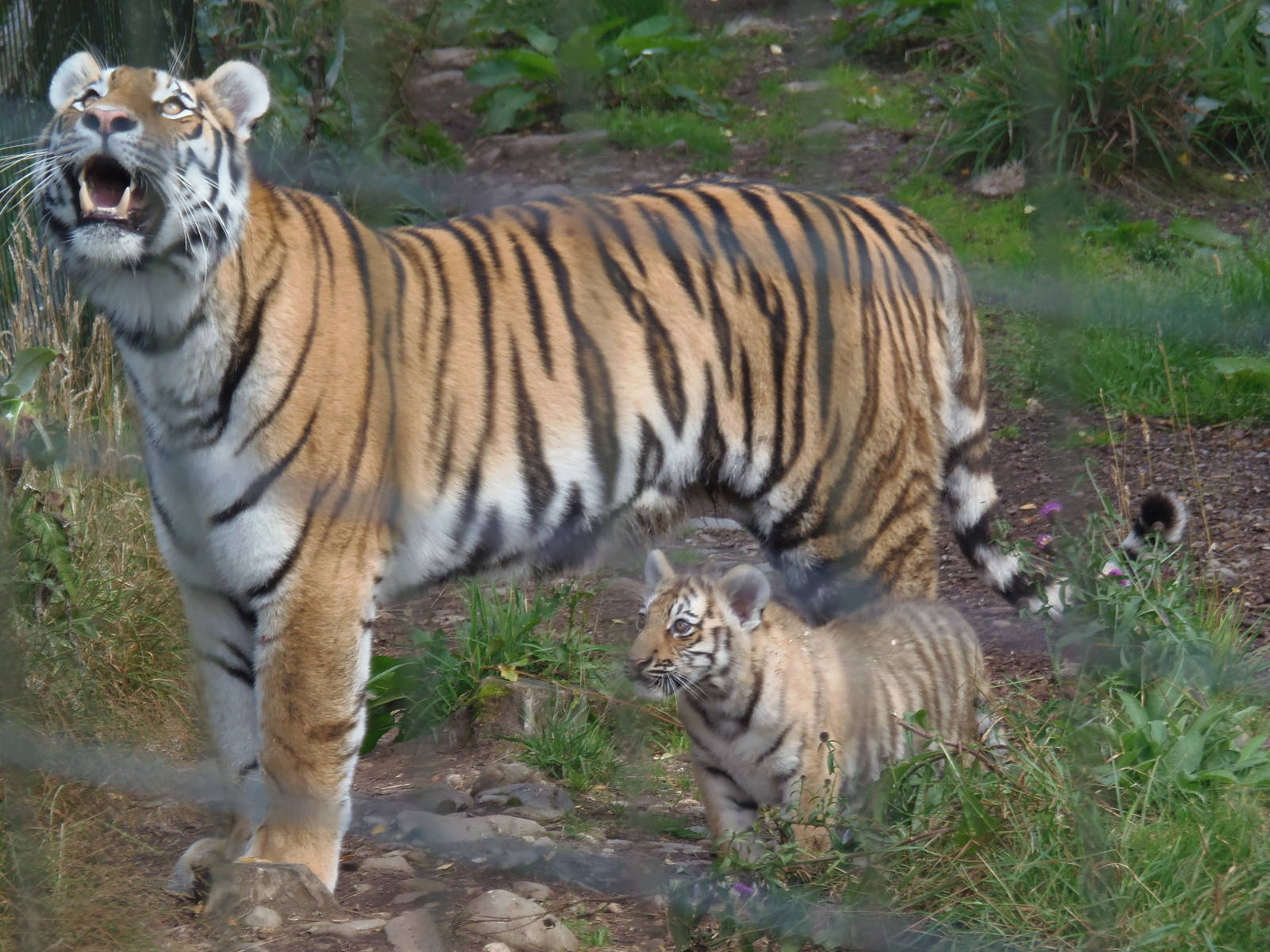 Dominika and cub    25/08/13