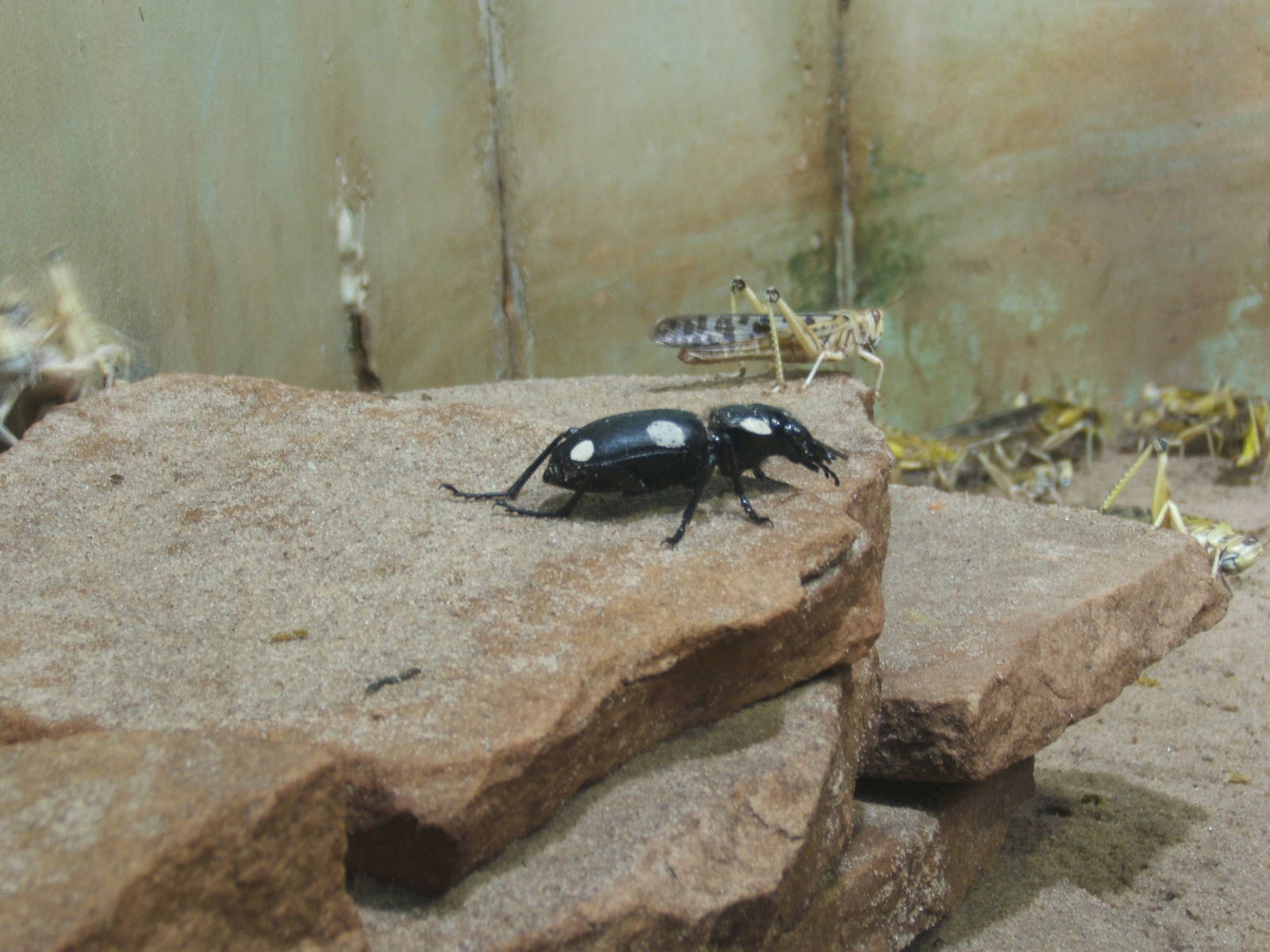 Domino Beetle (Anthia sexguttata)