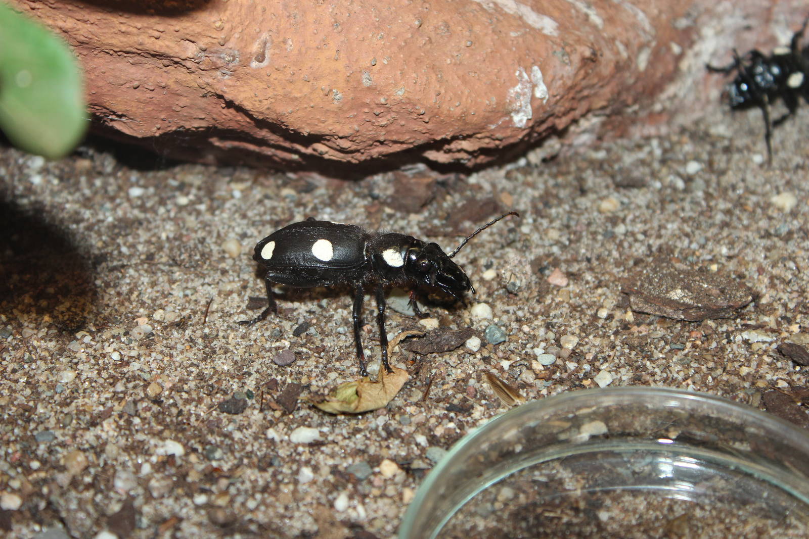 Domino beetle