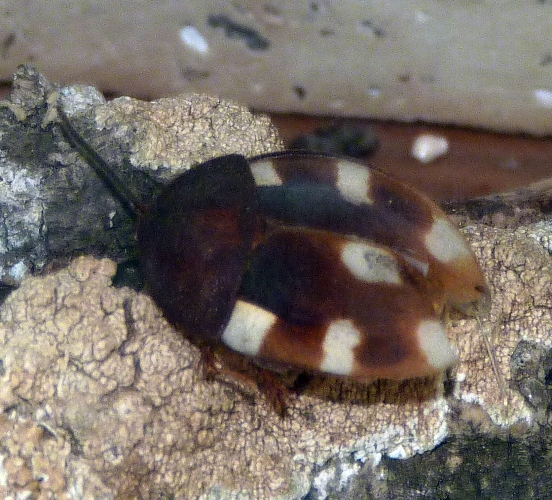 Domino cockroach (Therea petiveriana) (preserved)
