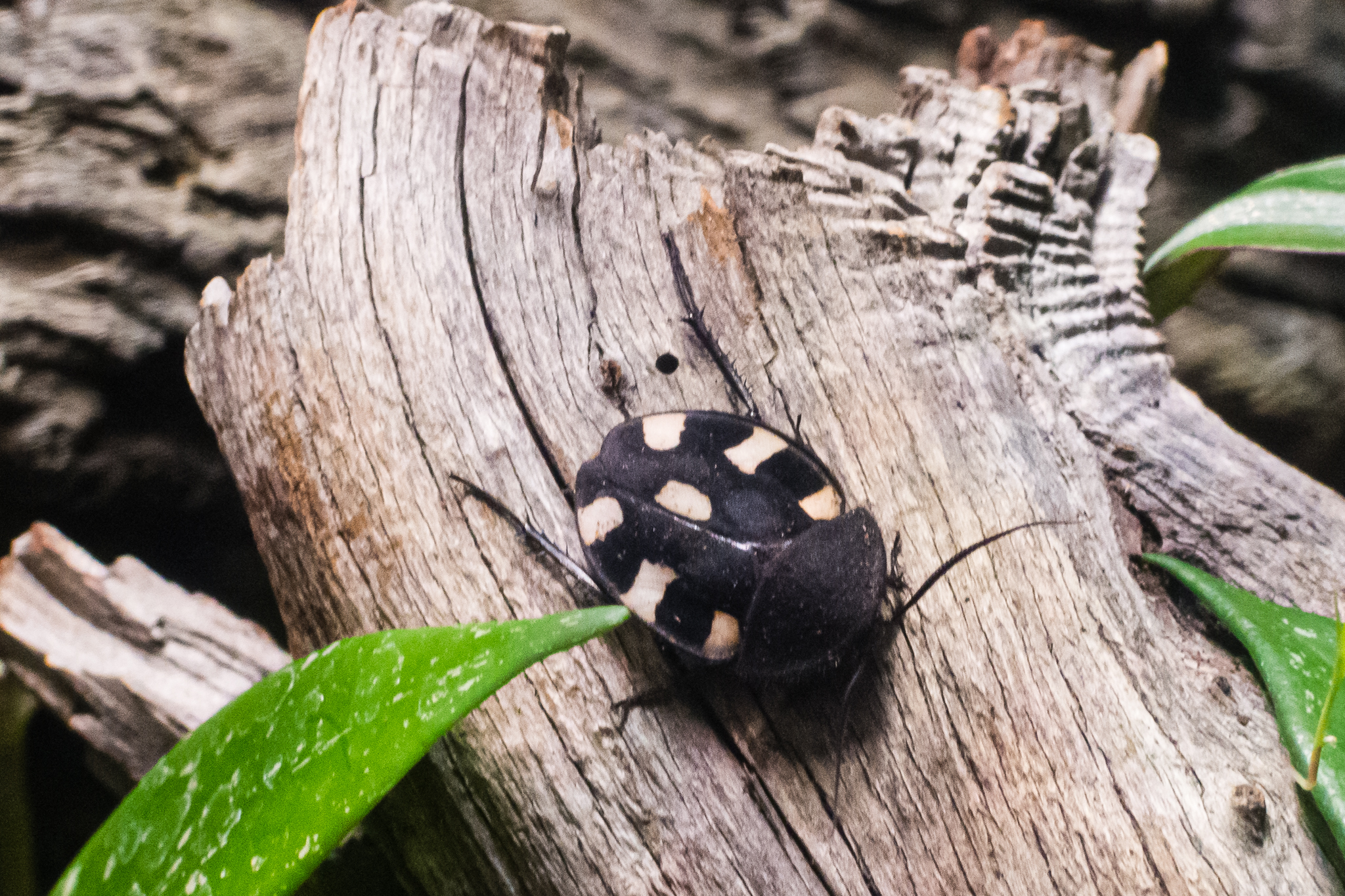 Domino Roach-Spineless Marvels