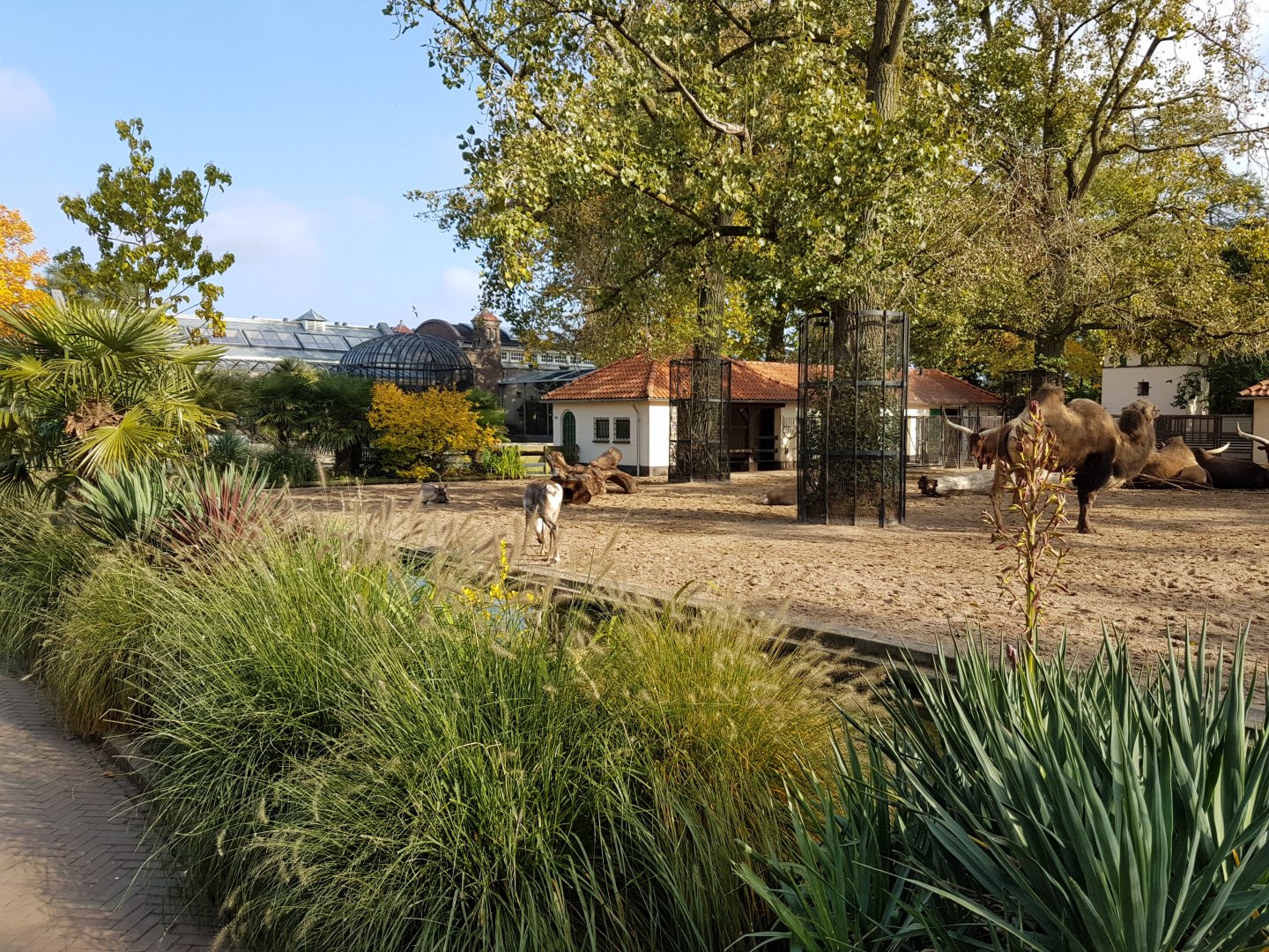 Domistic animal field