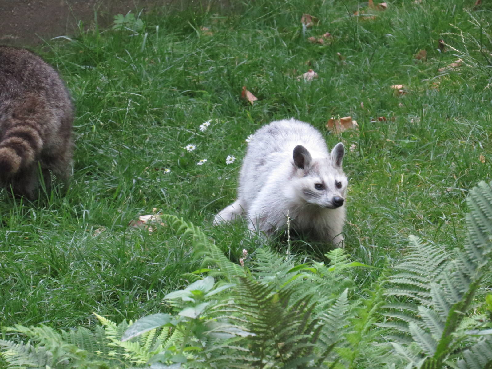 Dommel the white raccoon, June 2015