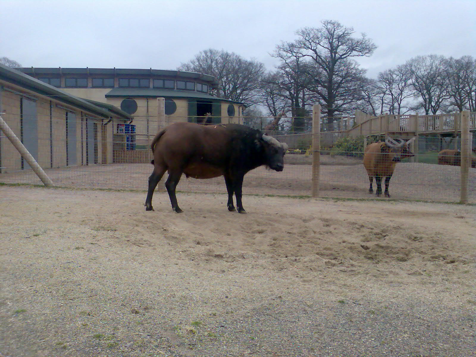 Donald Bull Congo Buffalo