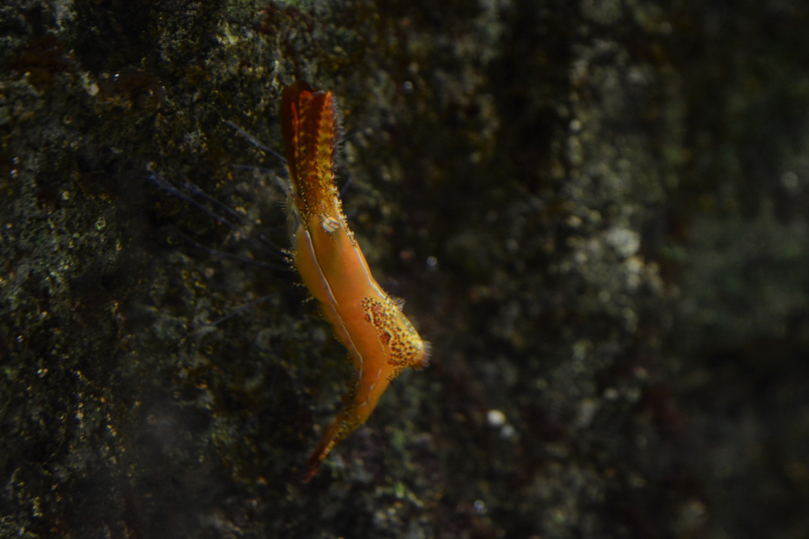 Donald Duck shrimp (Leander plumosus)