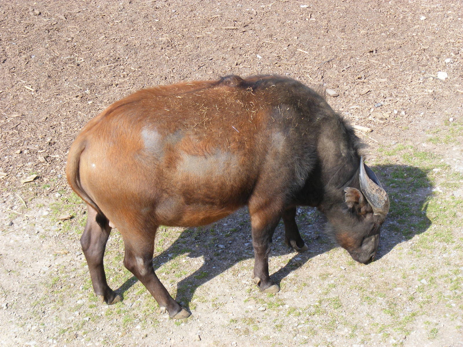 Donald the Congo Buffalo in Heart of Africa exhibit at Marwell Wildlife, 5