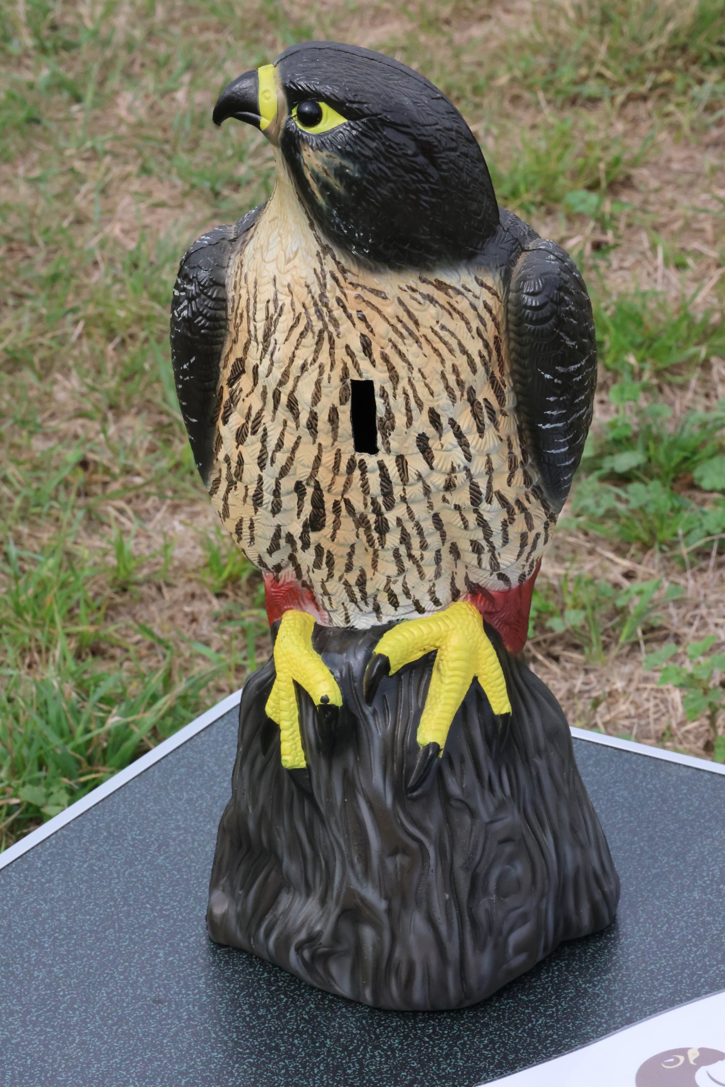 Donation box, Kārearea Falcon Trust (Blenheim)