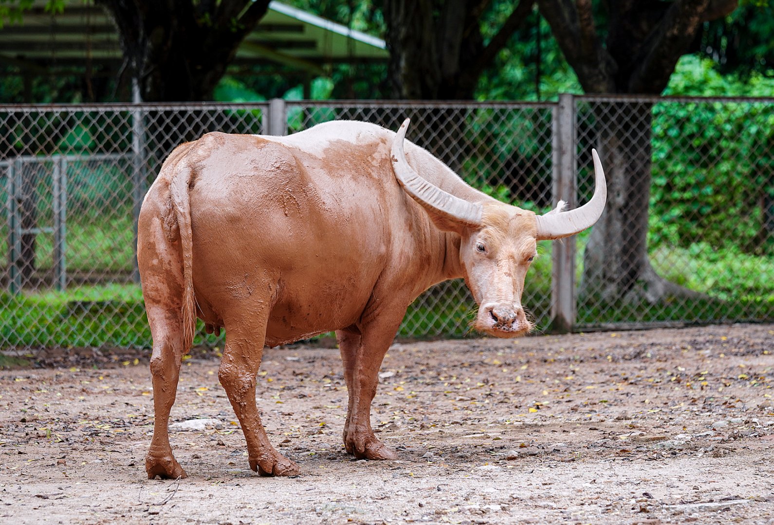 Dongguan Xiangshi Zoo -  Albino buffalo