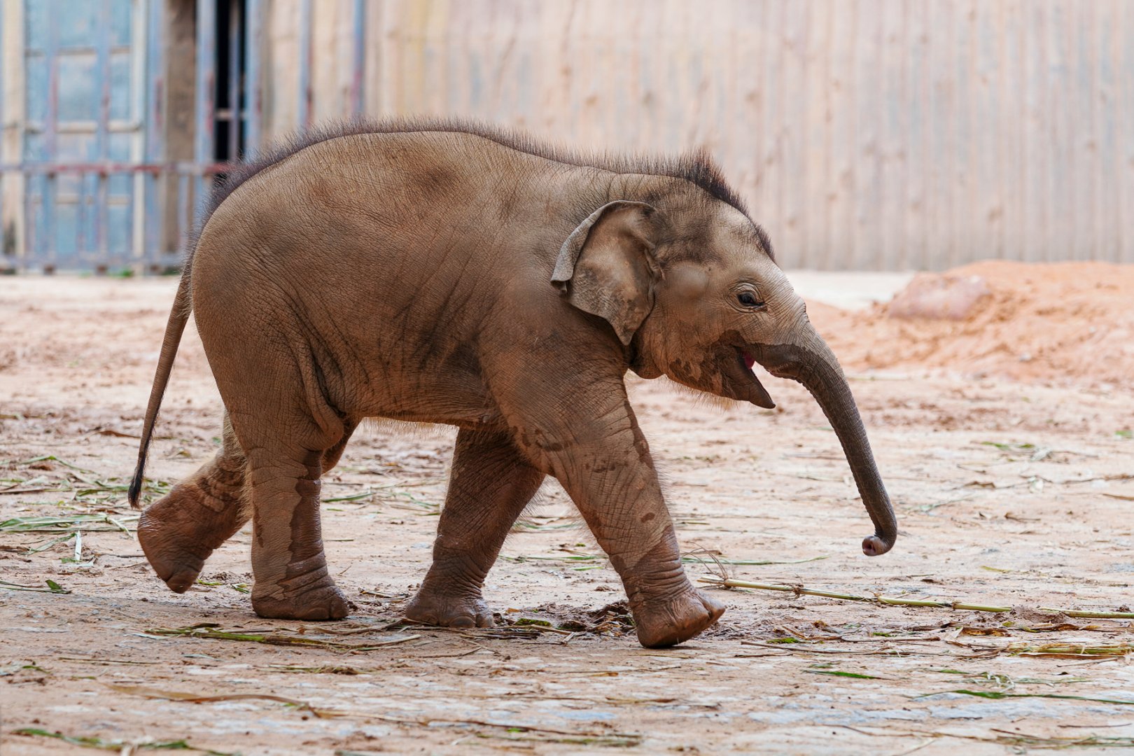 Dongguan Xiangshi Zoo - Asian elephant cubs