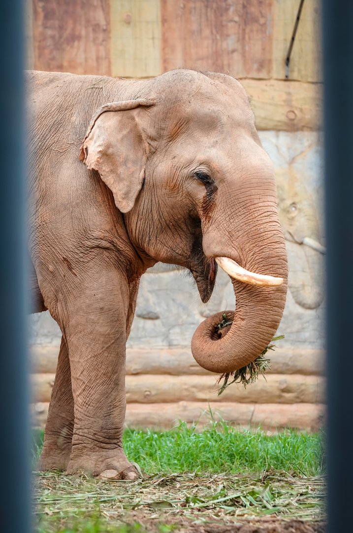 Dongguan Xiangshi Zoo - Asian elephant
