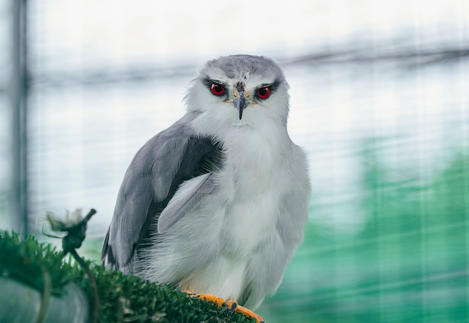 Dongguan Xiangshi Zoo - Black-winged kite