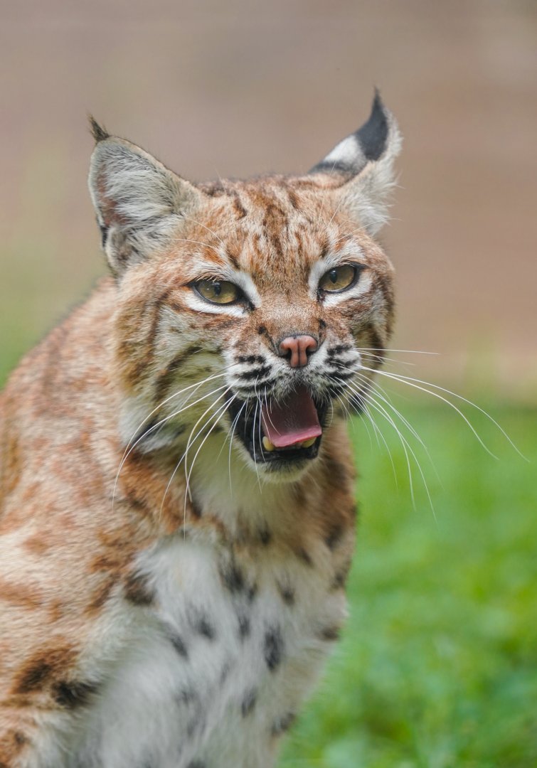 Dongguan Xiangshi Zoo - Bobcat