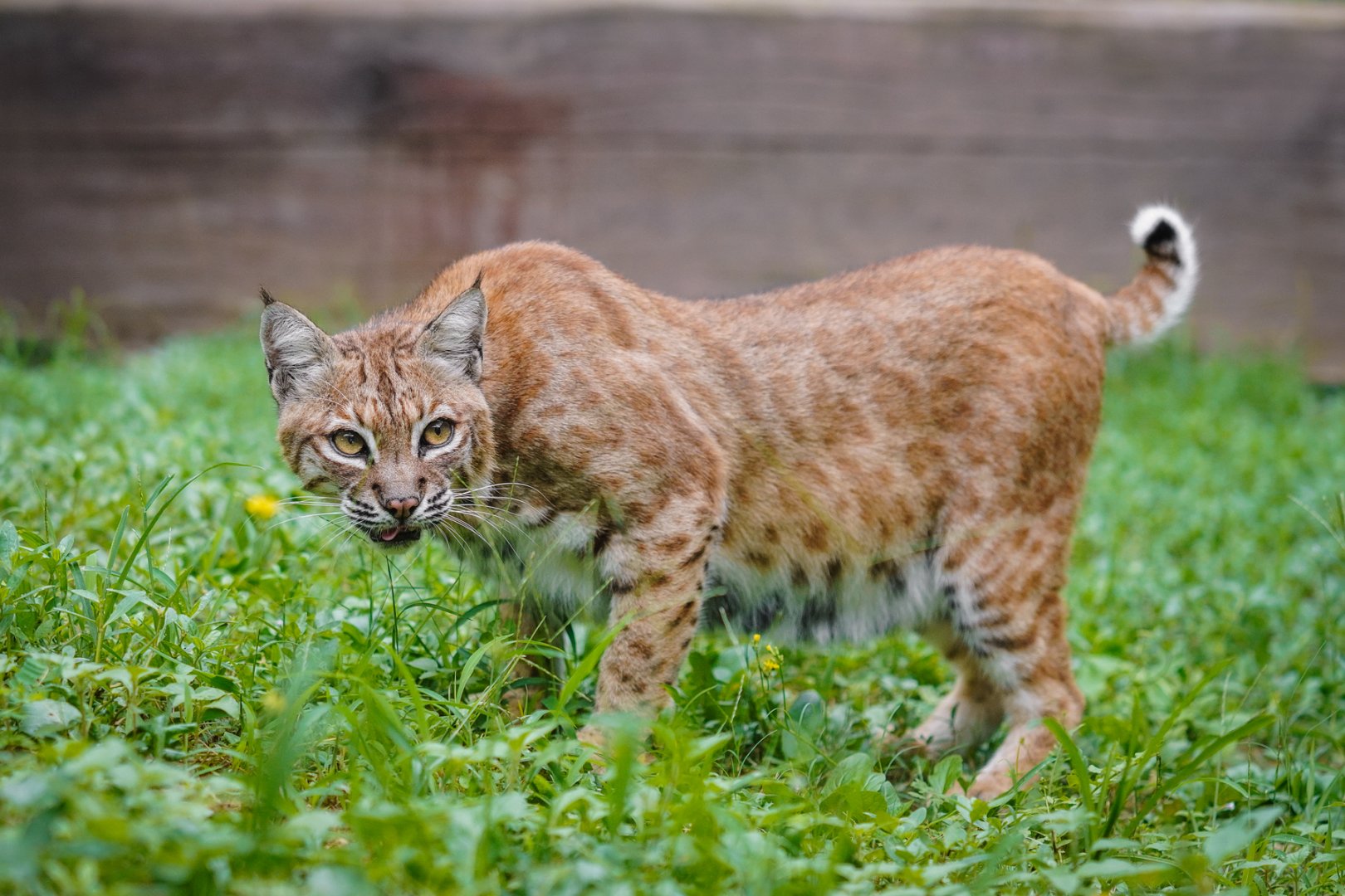 Dongguan Xiangshi Zoo - Bobcat