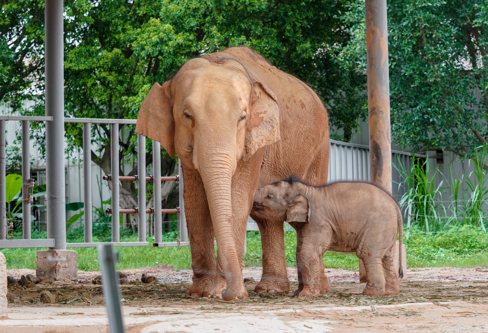 Dongguan Xiangshi Zoo - Mother and baby