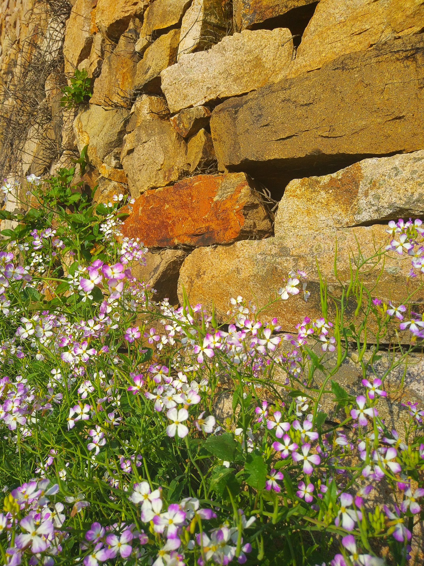 Dongji Islands - Wild flowers and dry stone wall
