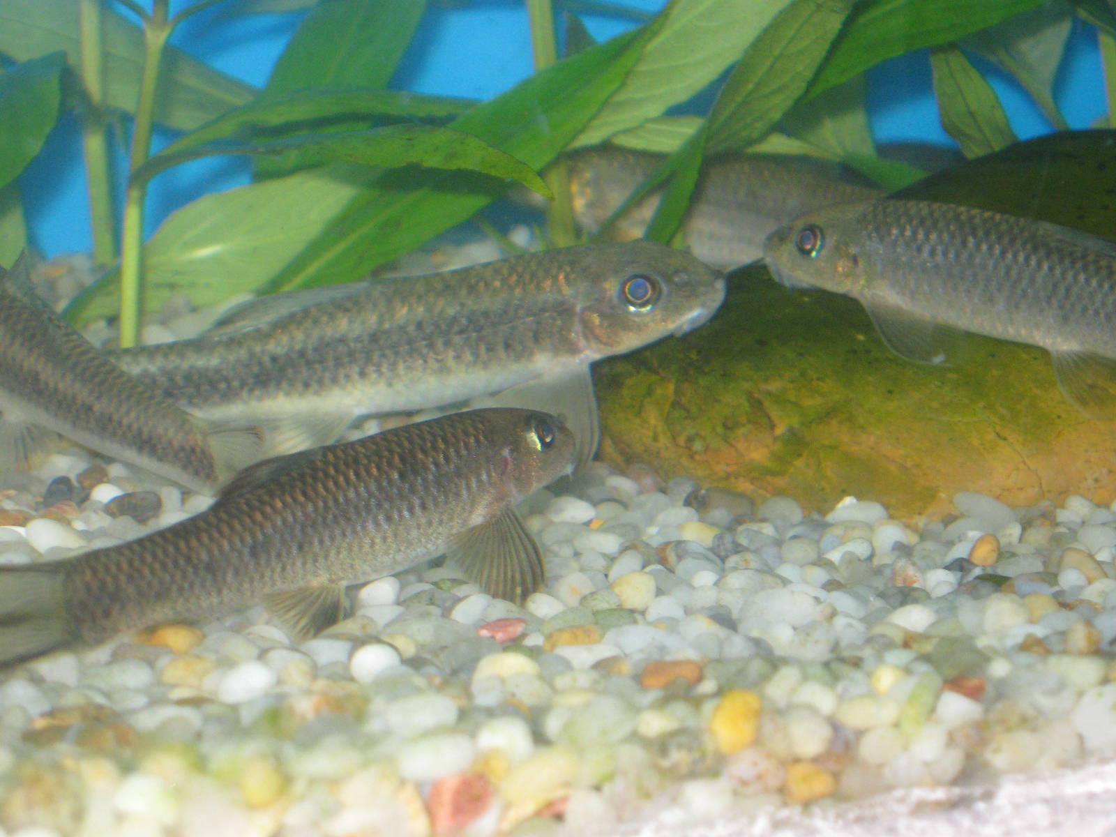 Dongting dace (Sinilabeo decorus tungting)