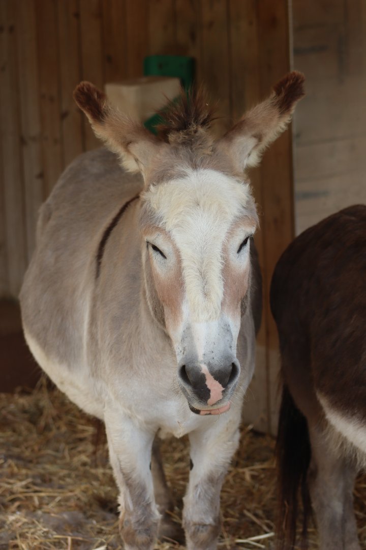 Donkey - 1 July 2021