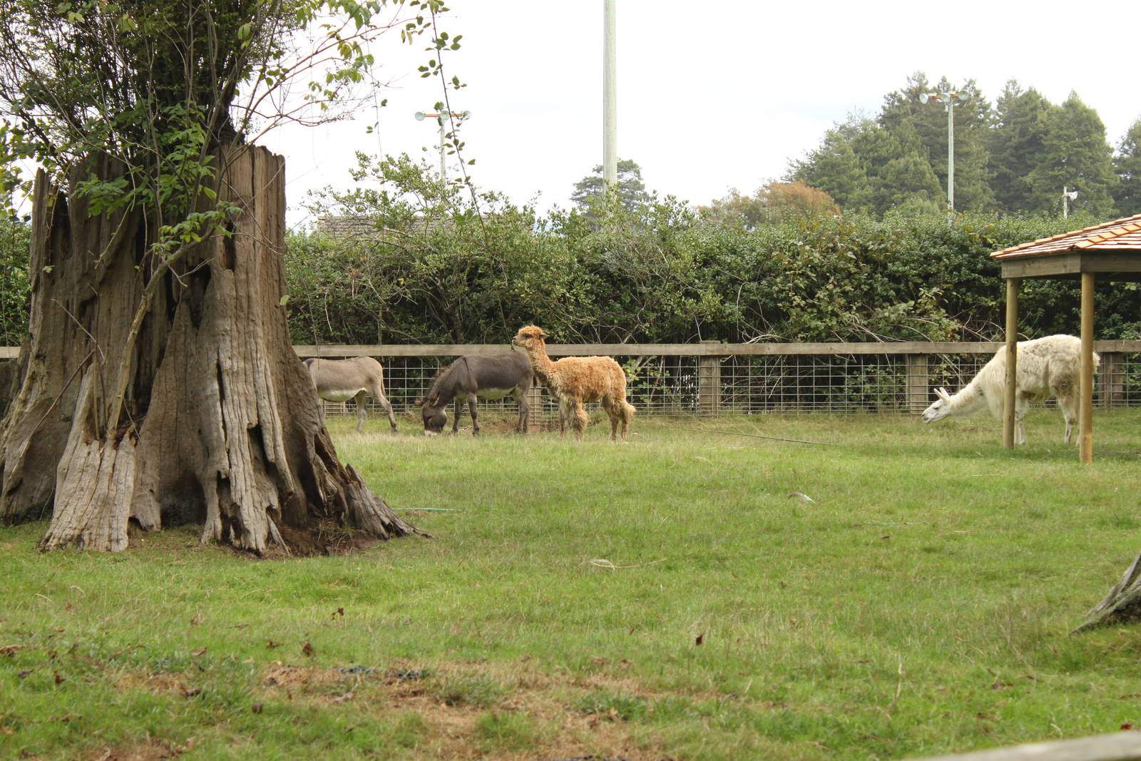 Donkey, Alpaca, Llamas, and Rheas