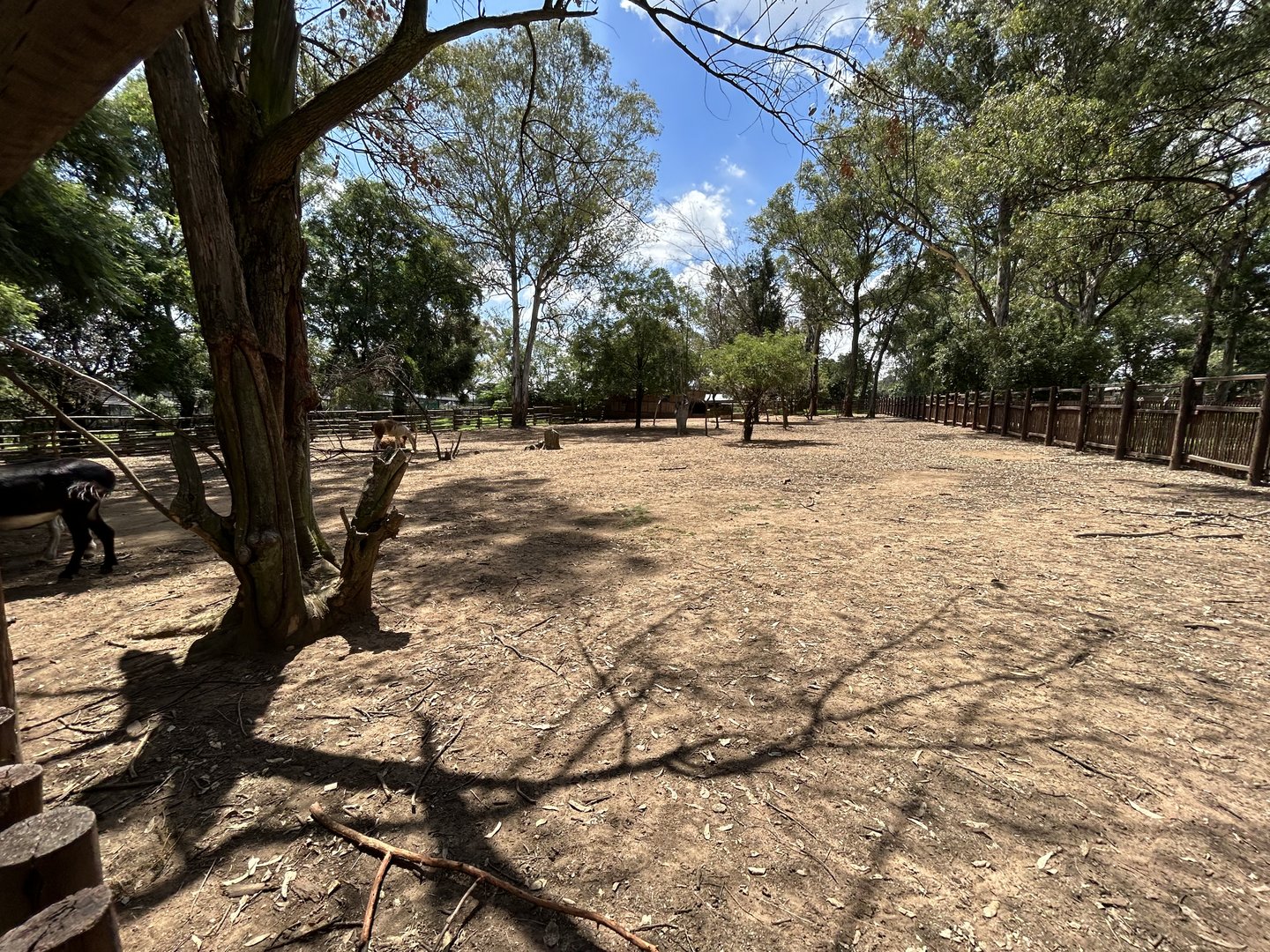 Donkey and Alpaca Enclosure (Equus asinus, Vicugna pacos)