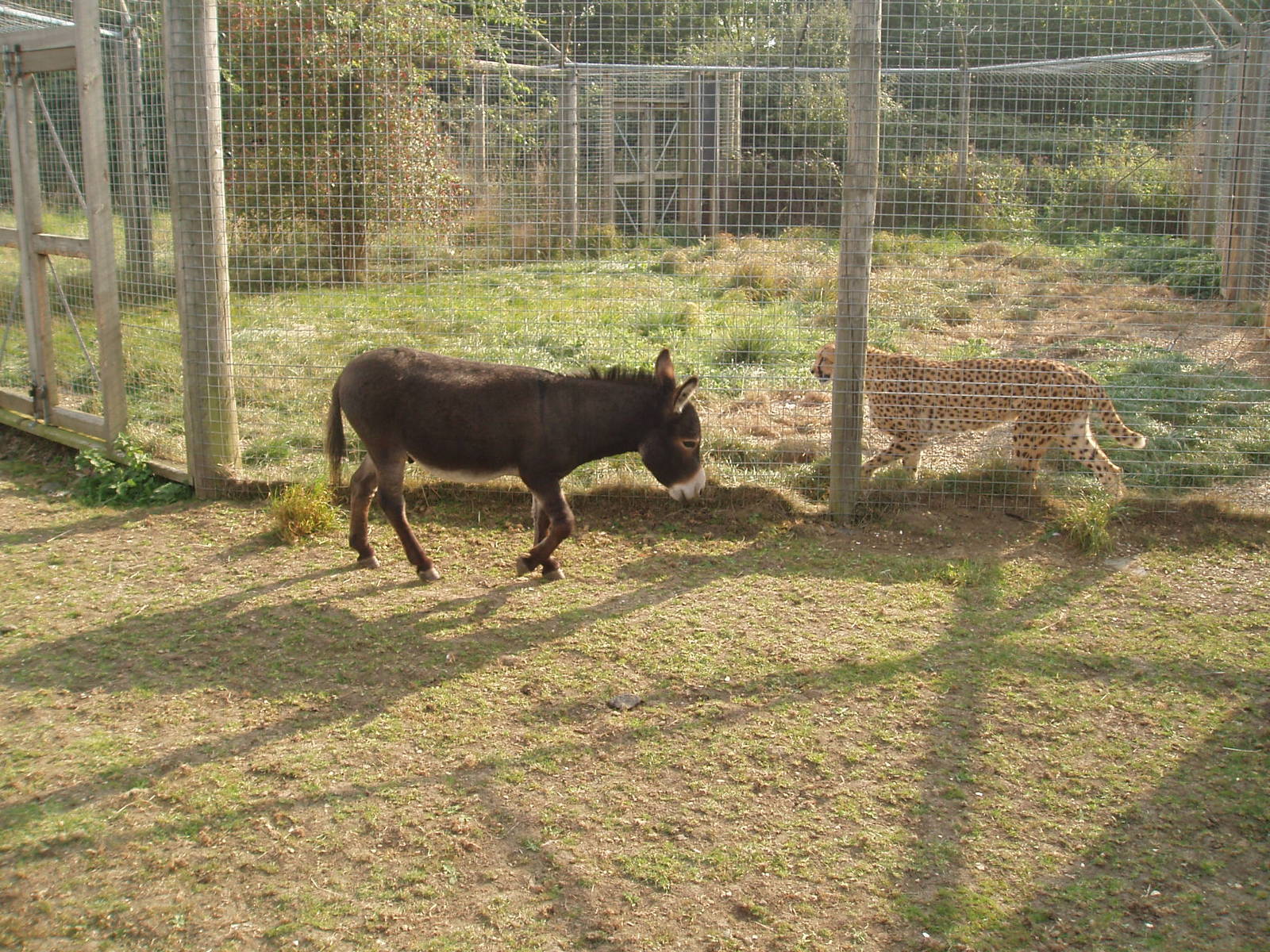 Donkey and cheetah