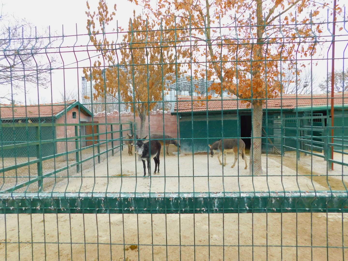 Donkey and Hinny pen at the Karatay Zoo