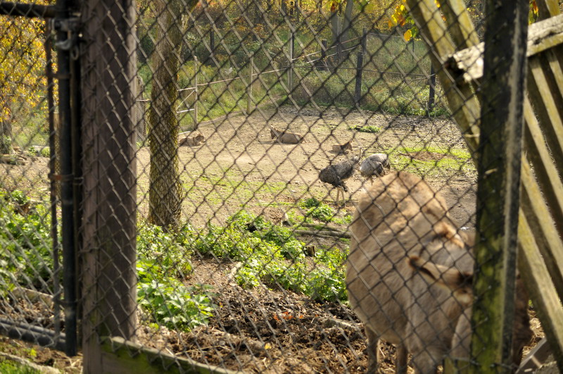 Donkey and ostrich at Twin Vally Zoo