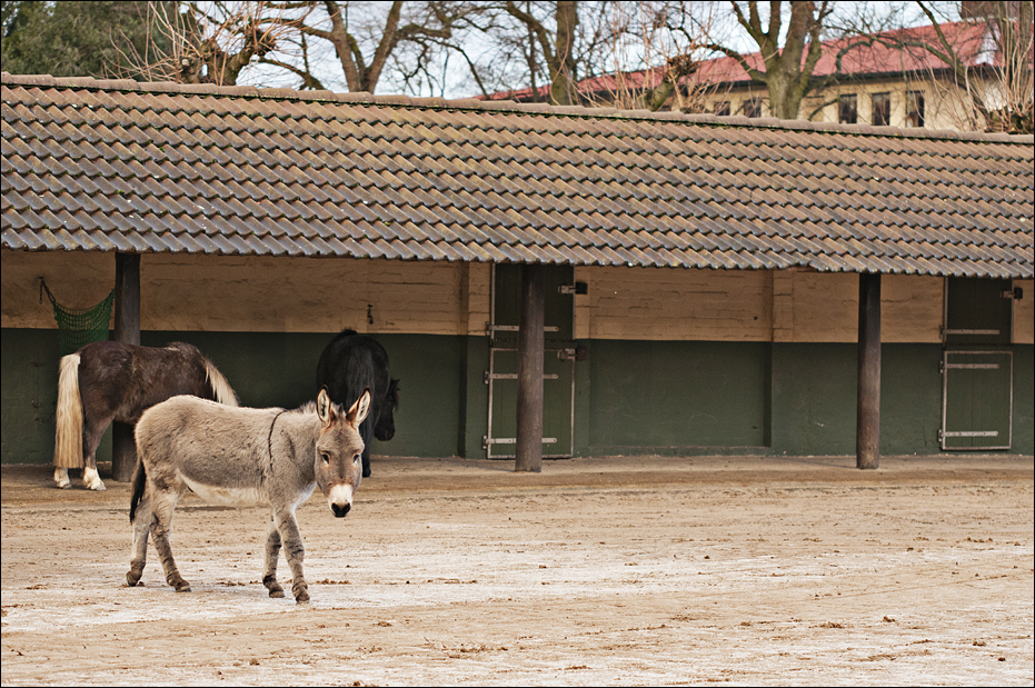 Donkey and ponies at Hamburg