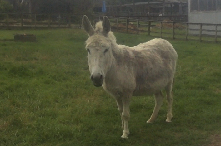 Donkey (Anyone know the breed?)