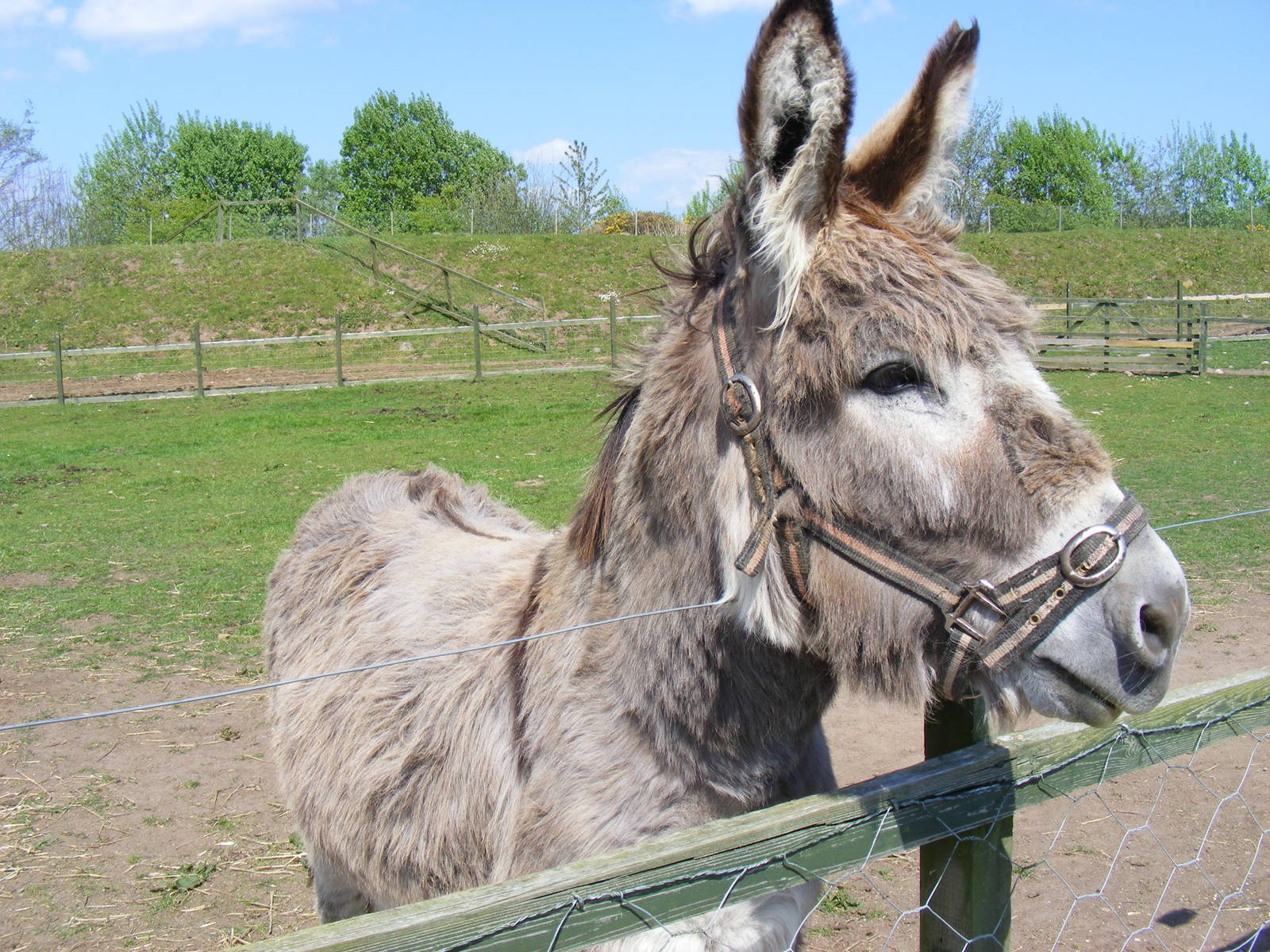 Donkey at Fife Animal Park, 18 May 2010