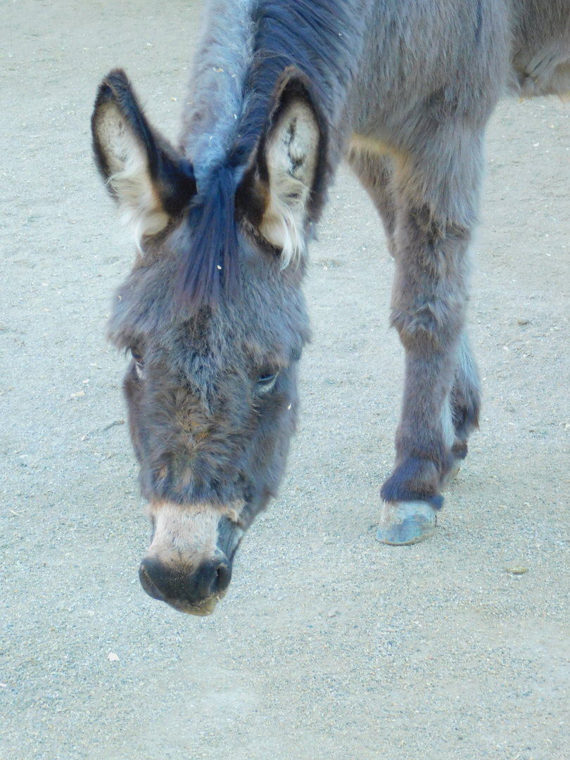 Donkey at the Ankara Domestic Animals Park