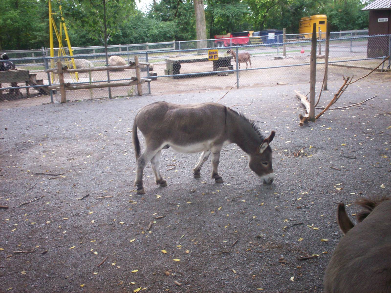 Donkey at the Peterborough Zoo