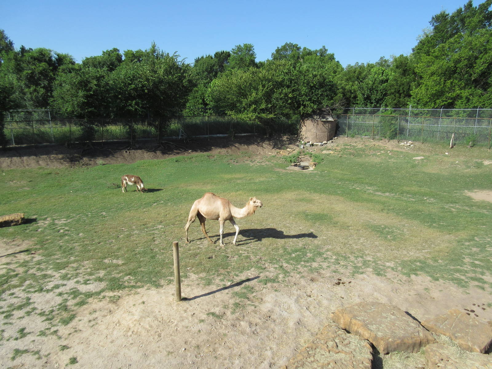 Donkey/Dromedary Exhibit
