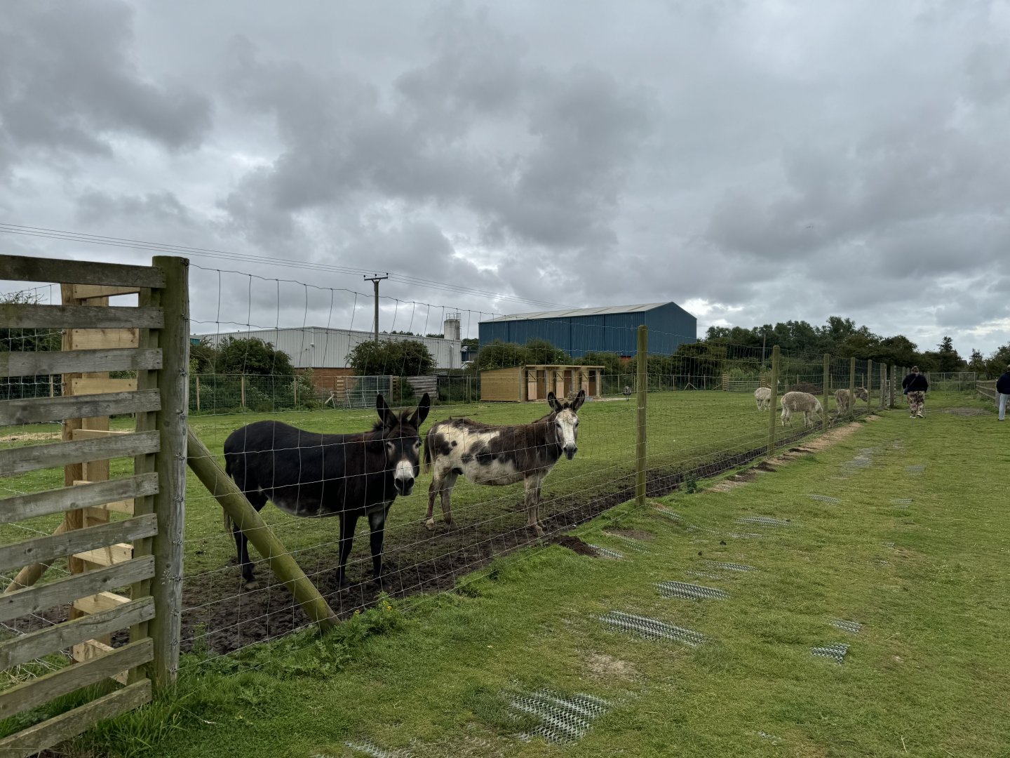 Donkey Enclosure at Bridlington Animal Park (July 2024)