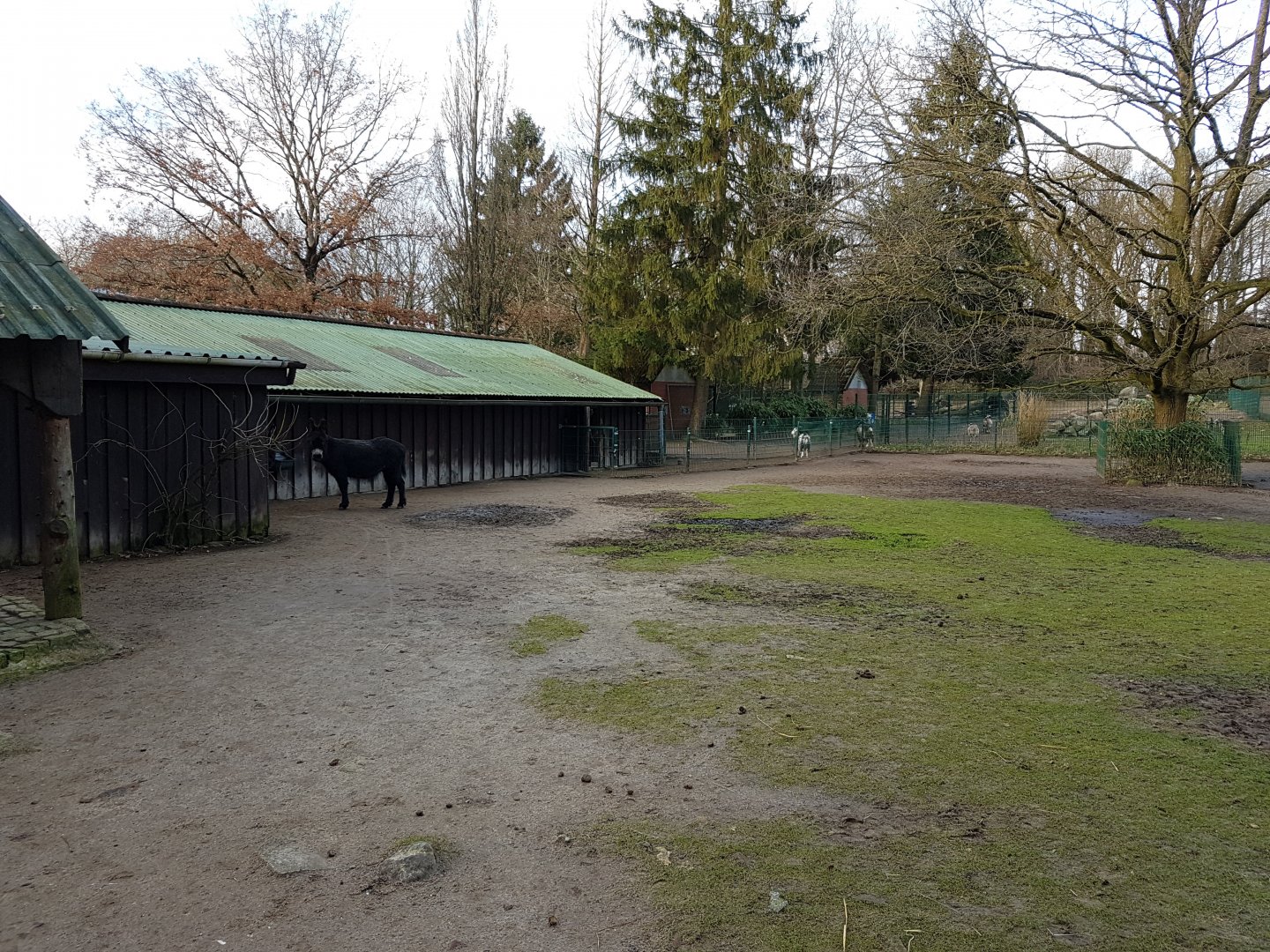 Donkey-enclosure