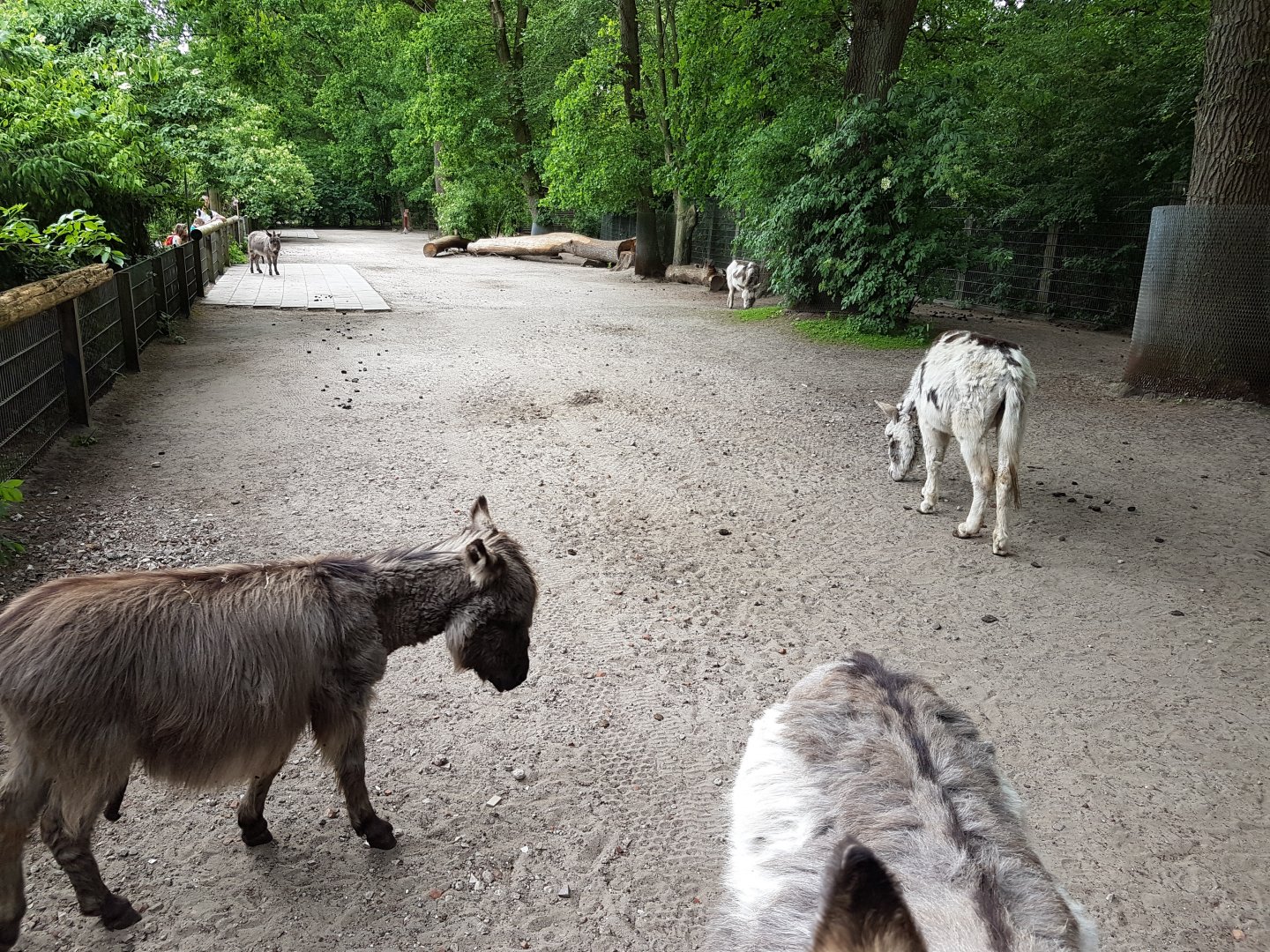Donkey-enclosure