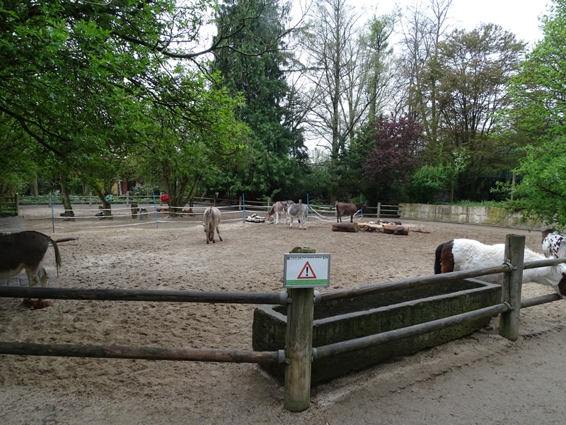Donkey enclosure