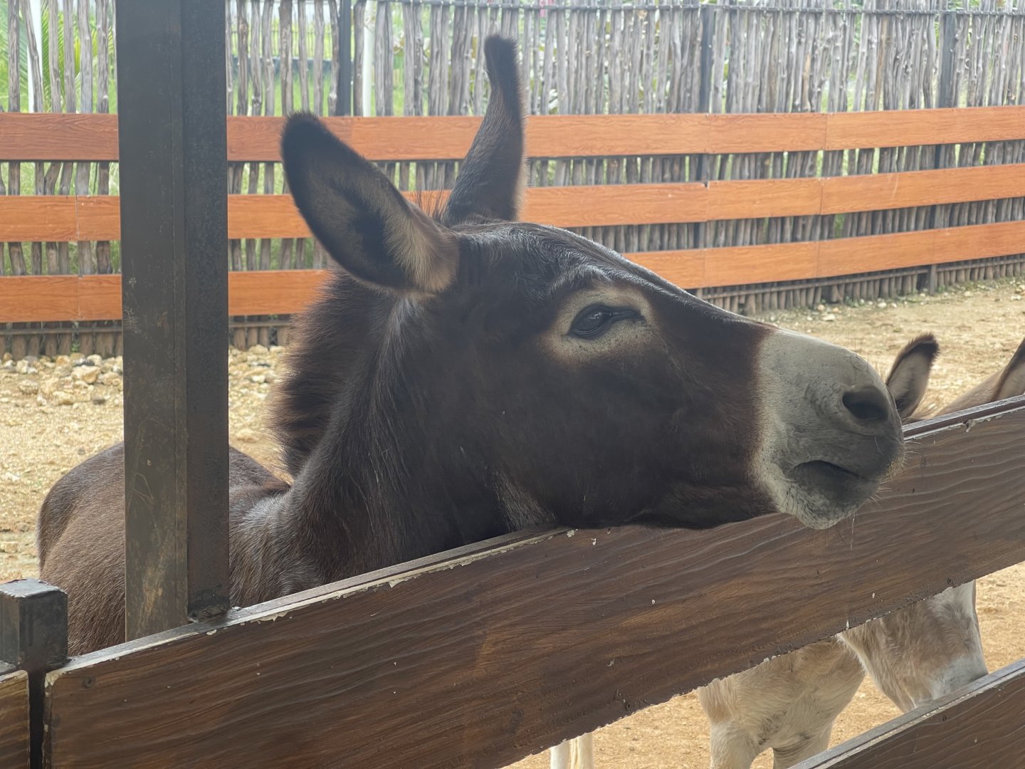 donkey (equus africanus asinus) (1) - aviary park
