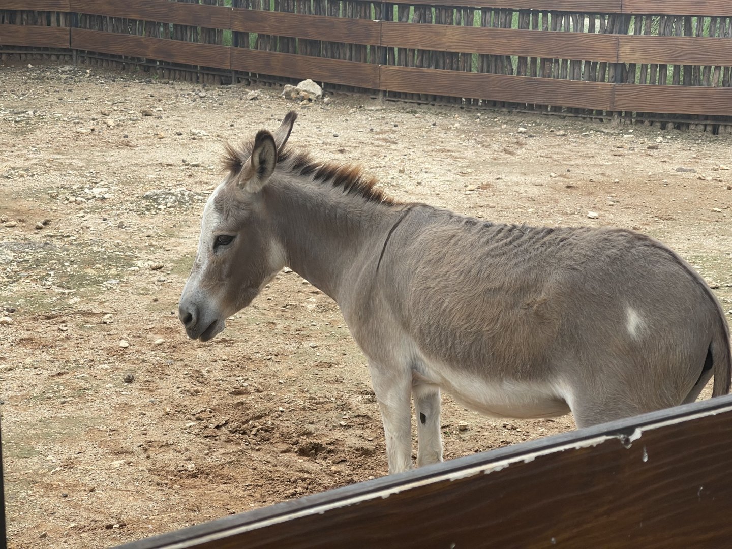 donkey (equus africanus asinus) (2) - aviary park