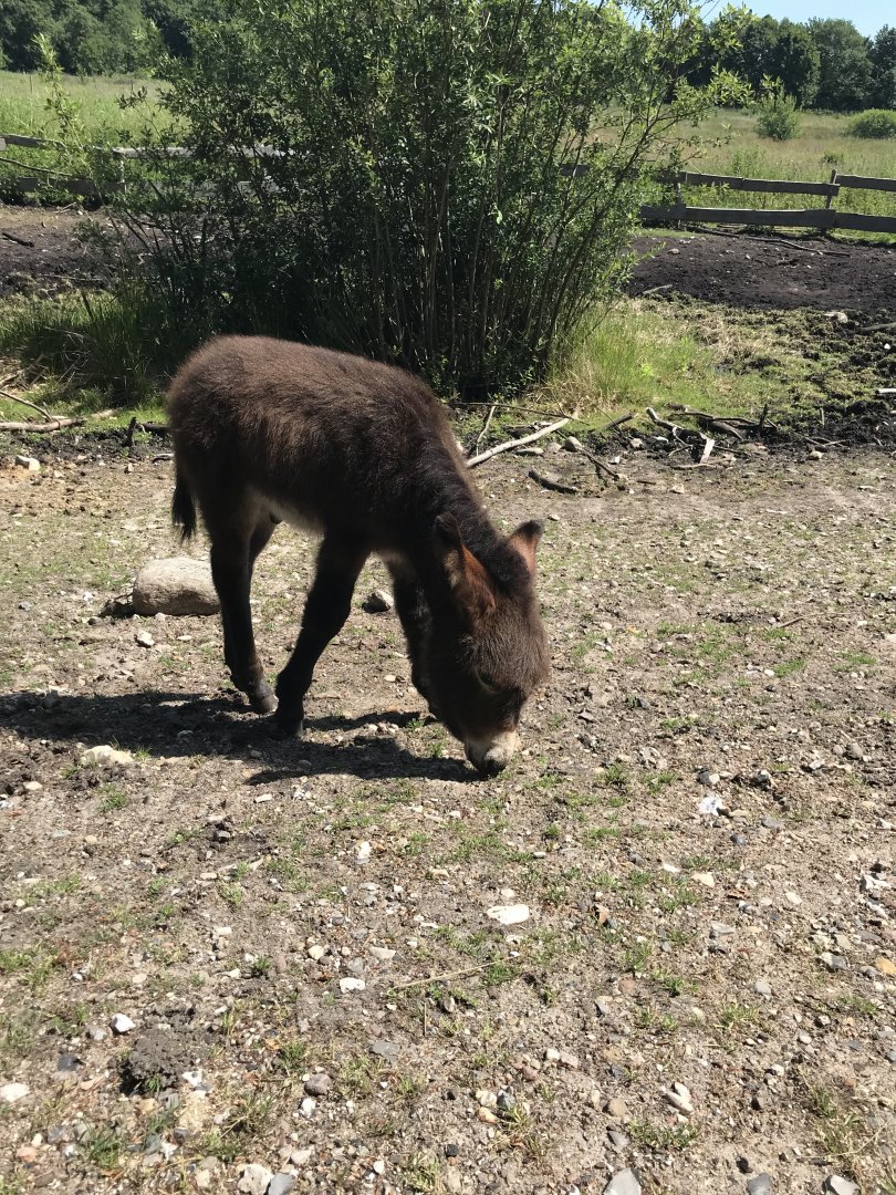 Donkey (Equus africanus asinus) foal (6/25/25)