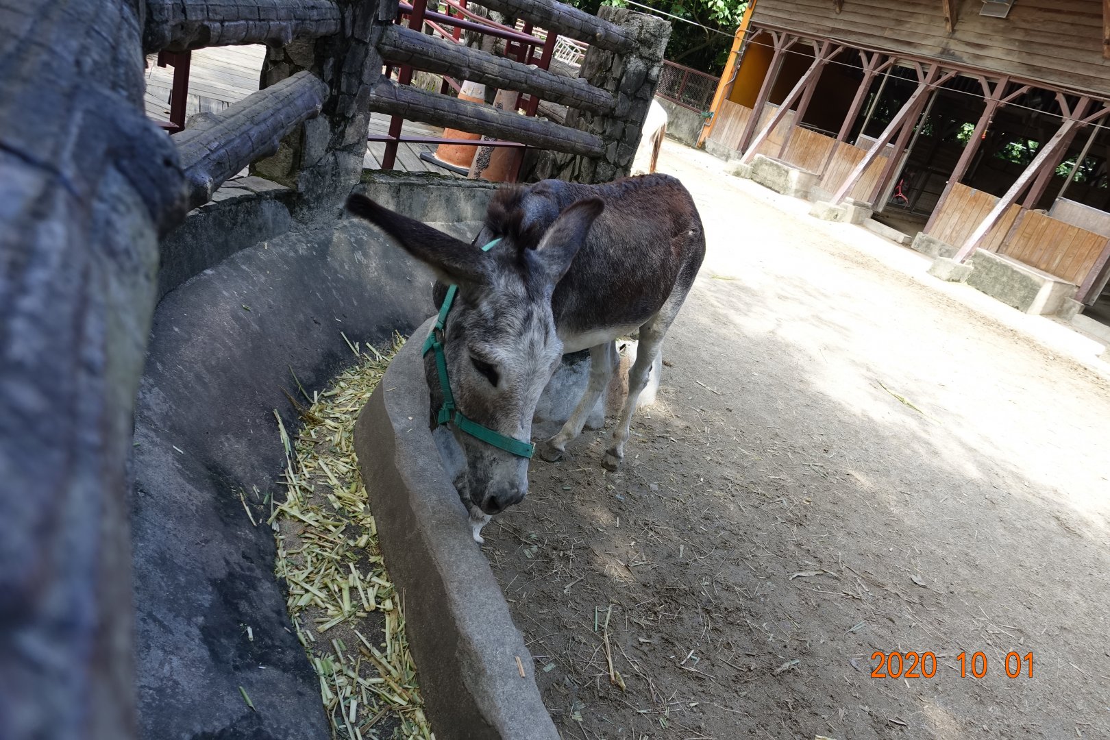 Donkey (Equus africanus asinus)