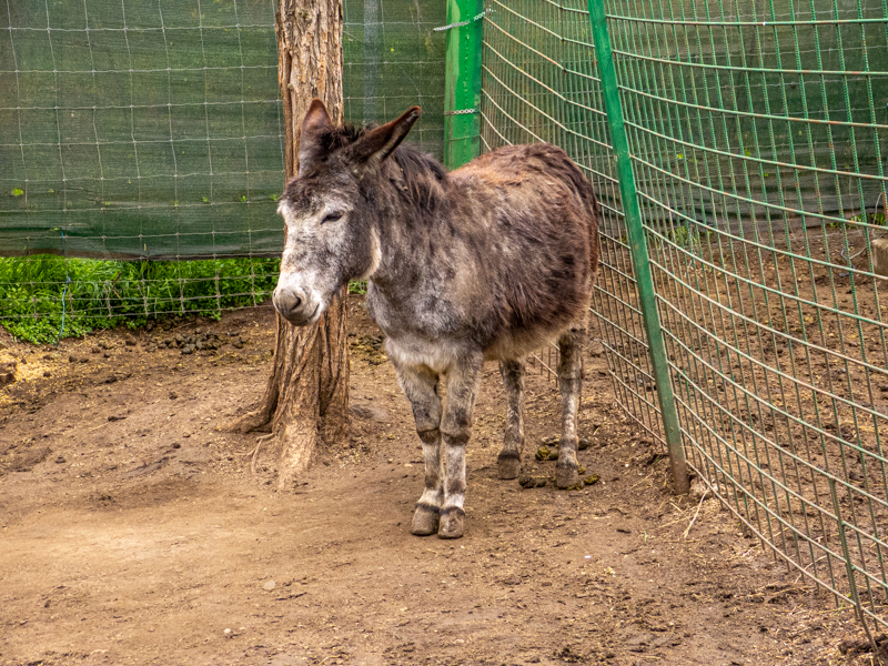 Donkey / Equus asinus asinus