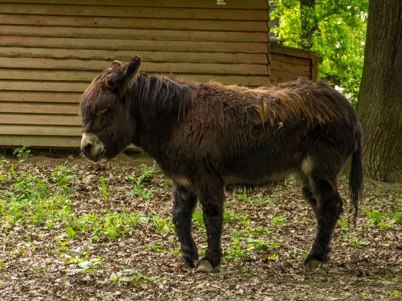 Donkey (Equus asinus asinus)