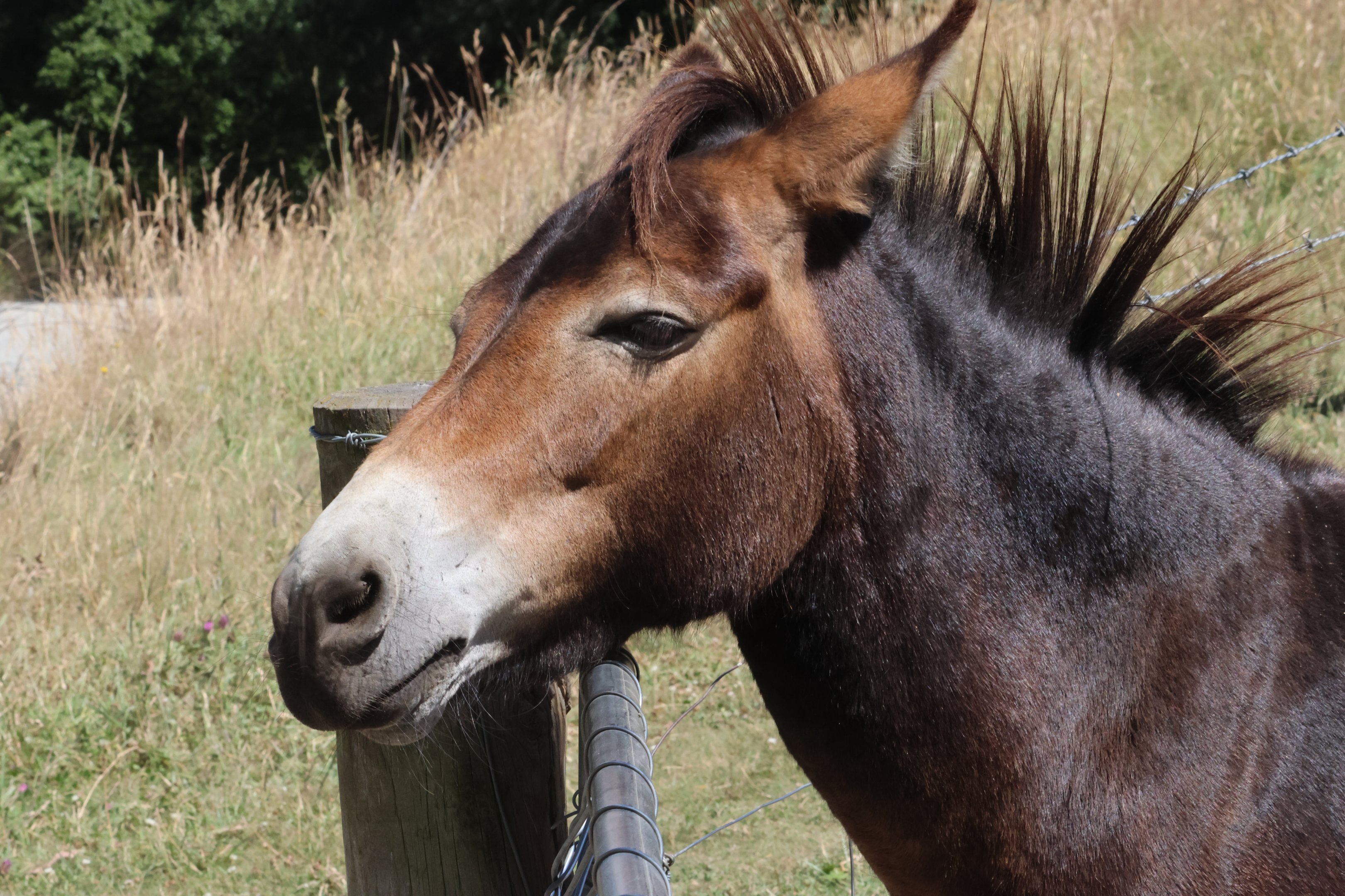 Donkey (Equus asinus), Deer Park Heights (Queenstown)