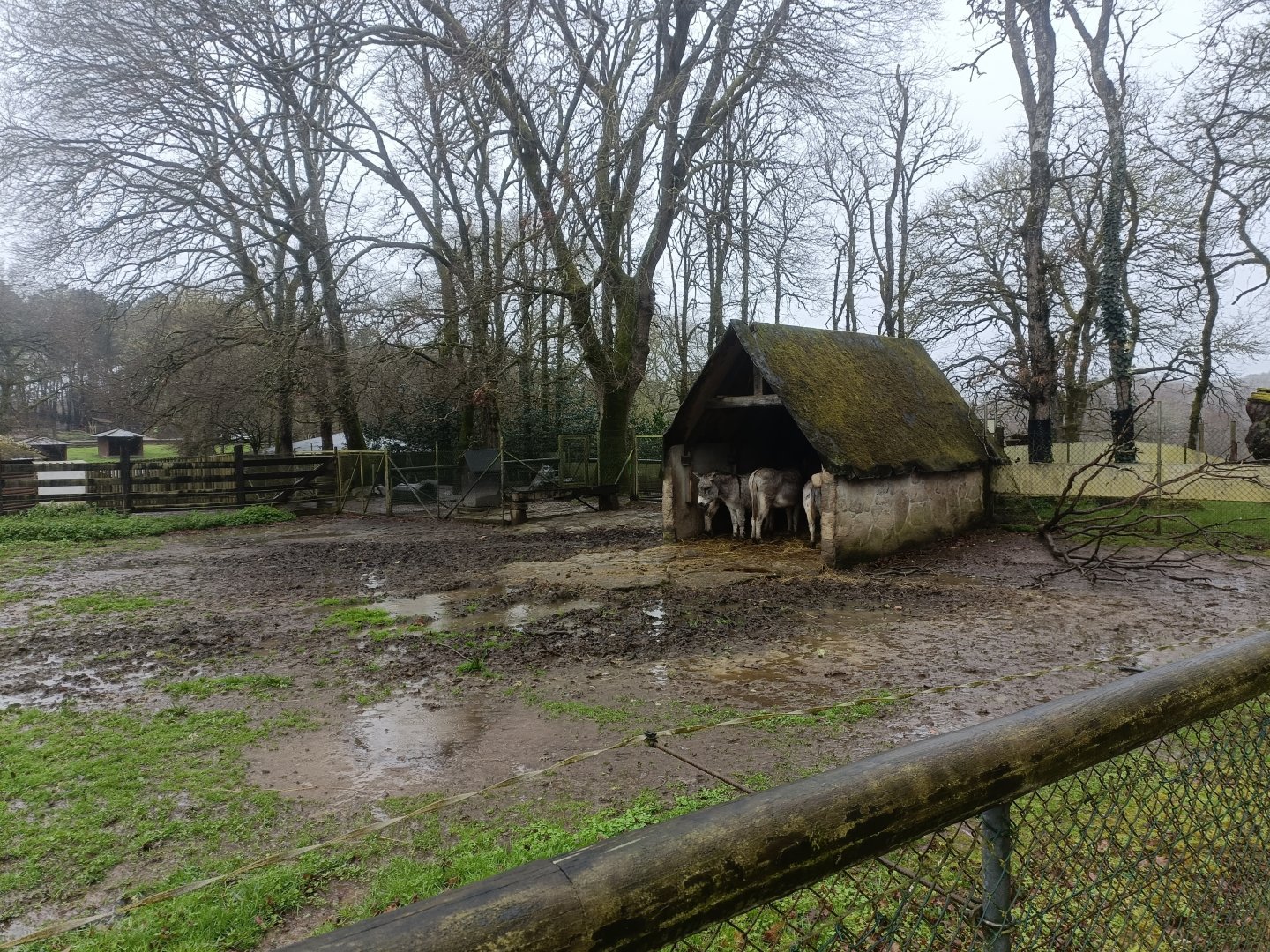 Donkey exhibit -Marcelle Naturaleza
